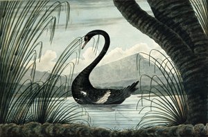 El cisne negro, 1813
